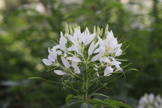 白色醉蝶花