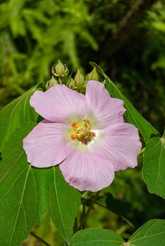 芙蓉葵