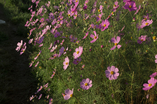 格桑花