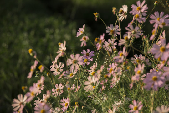 格桑花