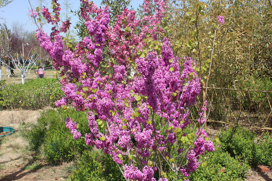 丁香花