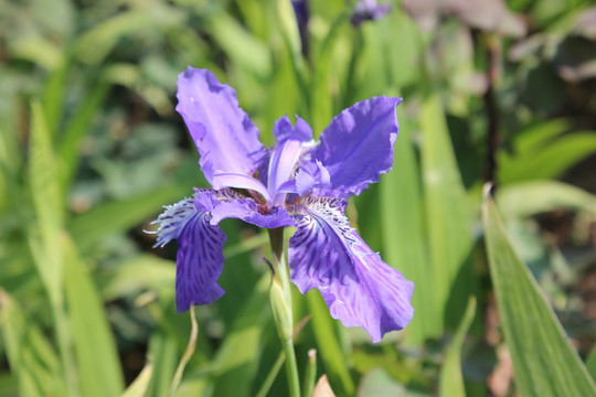 初夏公园里盛开的鸢尾花