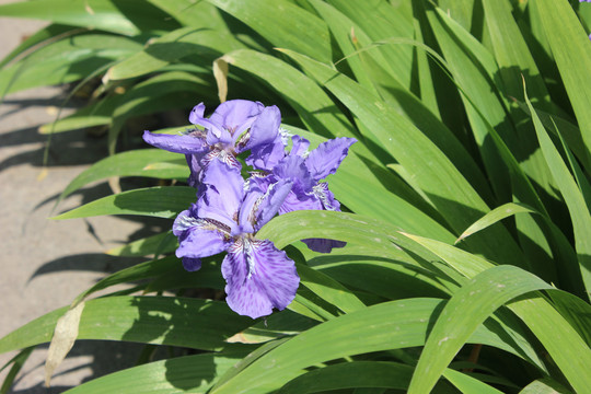 初夏公园里盛开的鸢尾花