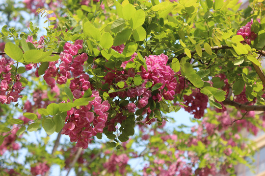 紫色香花槐