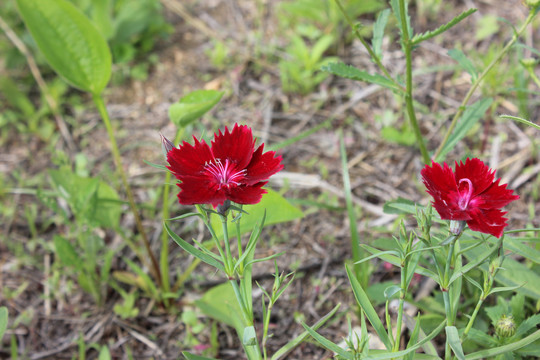 石竹花