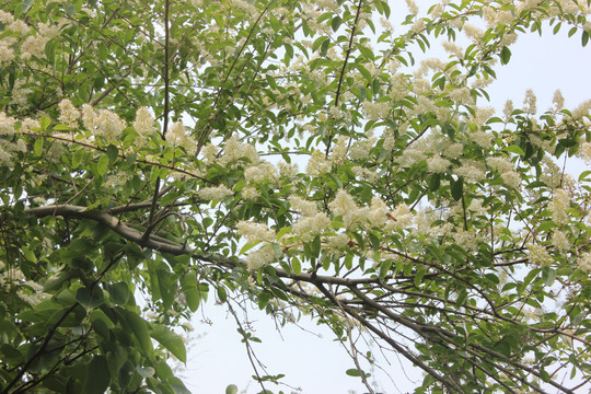 稠李花与小蜜蜂