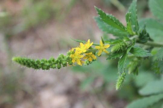 龙芽草