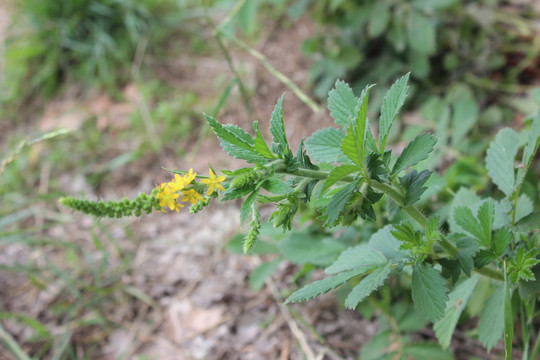 龙芽草