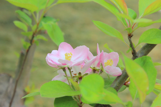 重瓣粉红海棠花