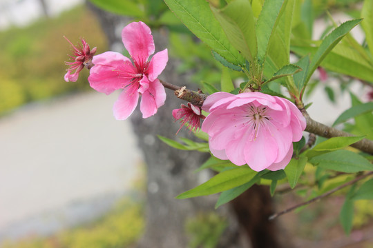 桃花朵朵开