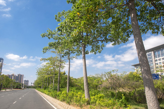 道路边的绿化带