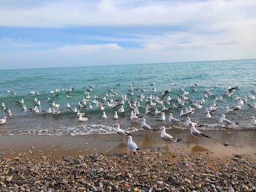 青海湖海鸥