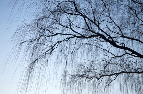 北京冬天柳树