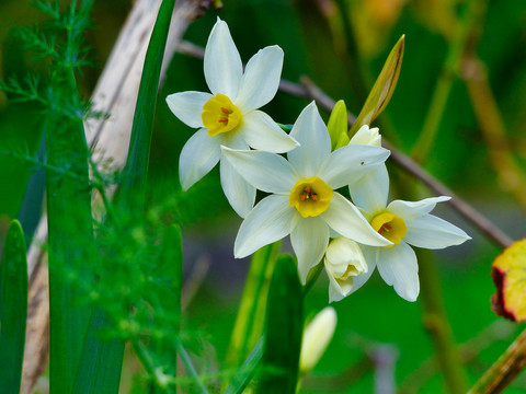 水仙花