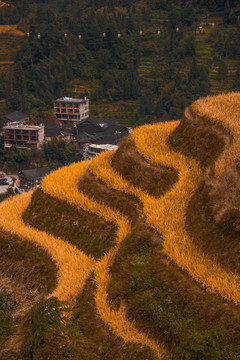 龙胜龙脊梯田