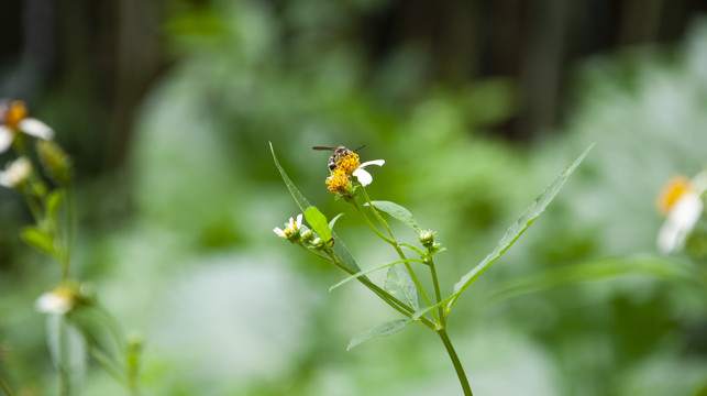 蜜蜂