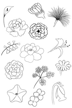 花朵線框