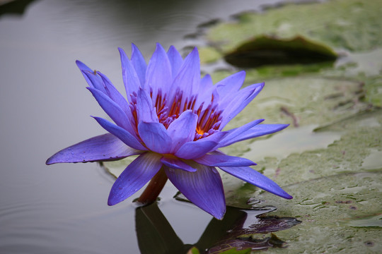 睡莲花开浪漫情调