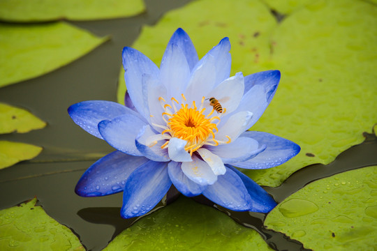 蓝莲花与飞舞的蜜蜂