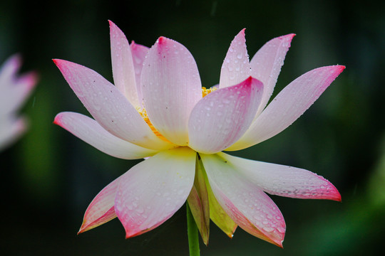 雨后娇艳的莲花