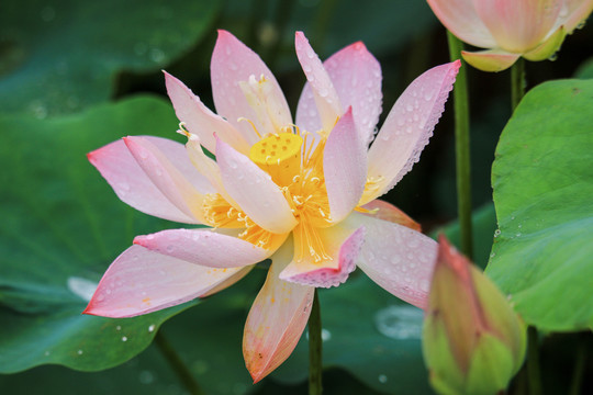 高清雨后荷花