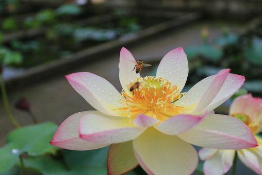 高清荷花蜜蜂采蜜