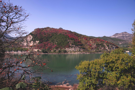 青州天赐山红叶漫山