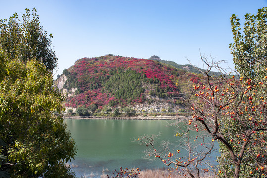 青州天赐山红叶漫山