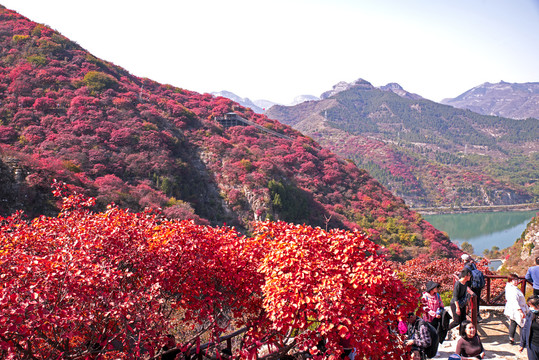 青州天赐山红叶漫山