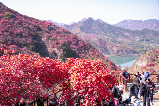 青州天赐山红叶漫山