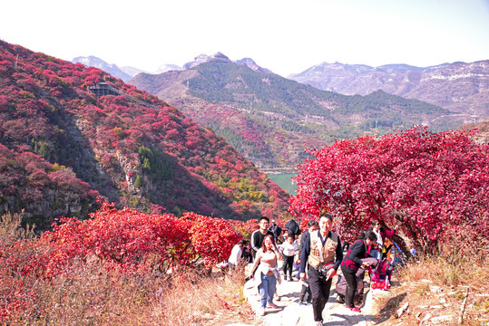 青州天赐山红叶漫山