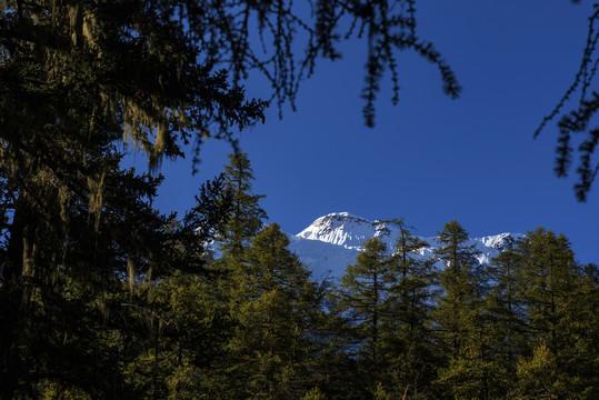 雪山森林树林