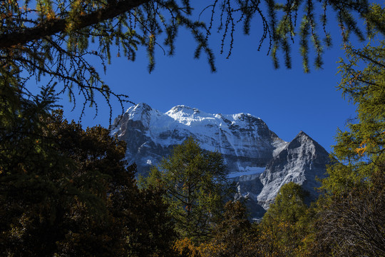 雪山森林树林