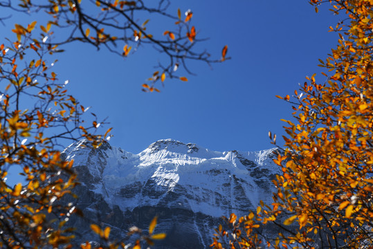 雪山森林秋色