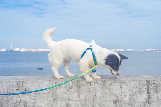 海鸥岛