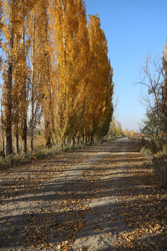 杨树林荫道小路