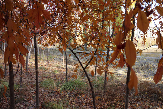 深秋的红树林