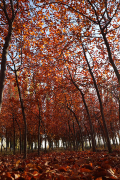 深秋的红树林