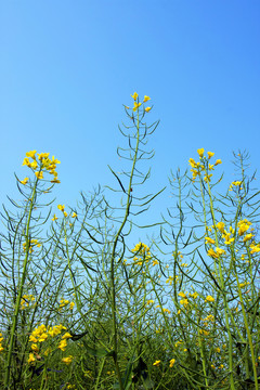 油菜花