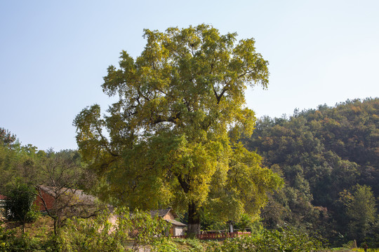 银杏树