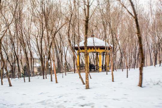 雪景