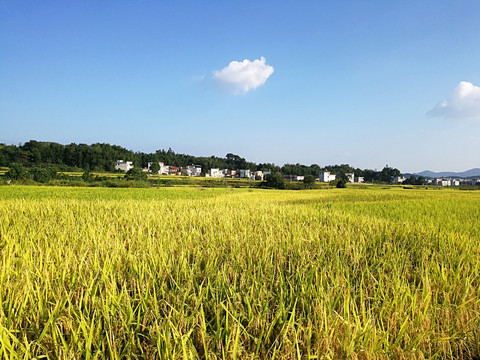 稻田丰收景色