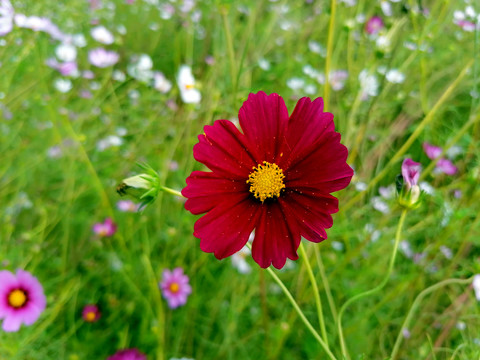 波斯菊