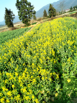 油菜花