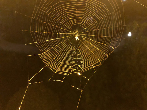 灯光下的蜘蛛网