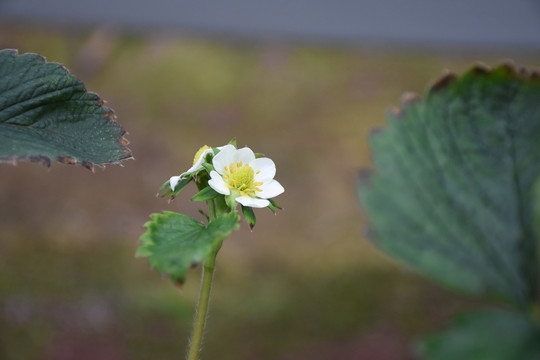 草莓花