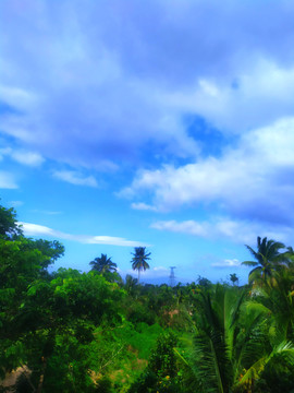 椰树蓝天白云