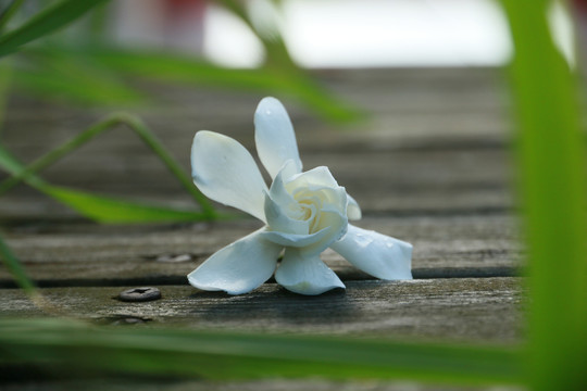 桅子花