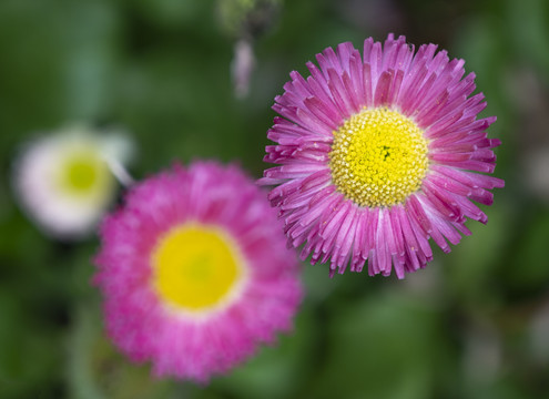 野菊花特写