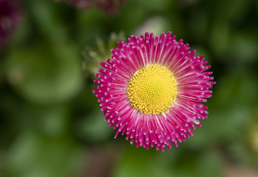 玫红色雏菊花